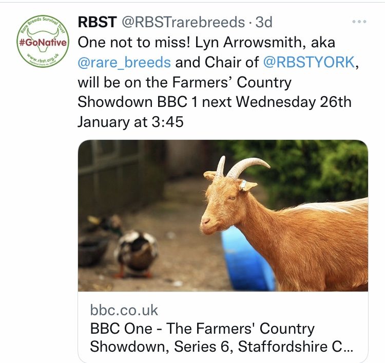 Bagot goat from Raskelf that has appeared on television