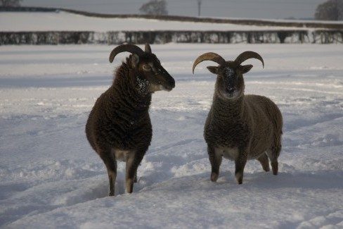 Small brown Soay sheep grazing