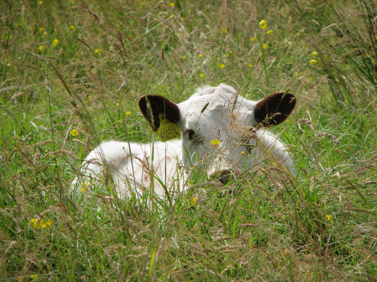 Irish Moiled calf in a North Yorkshire field