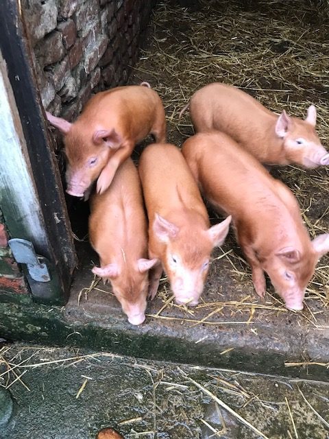 Litter of rare breed piglets