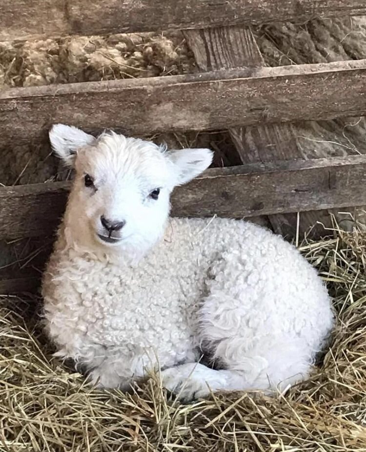 Whiteface Dartmoor sheep with a thick curly fleece