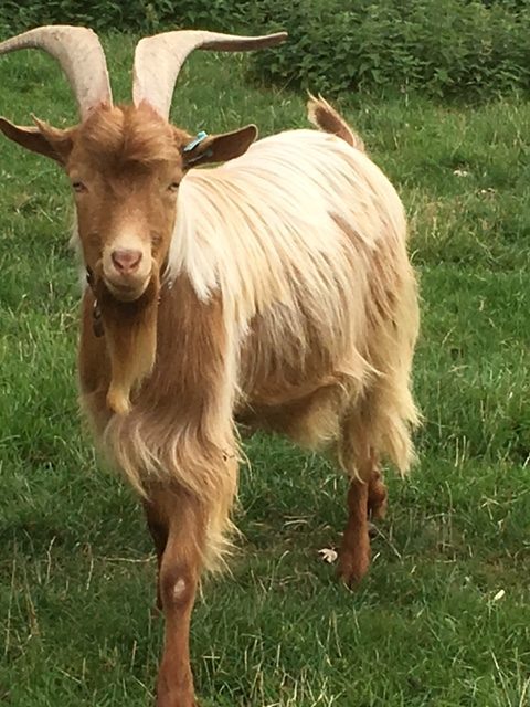 Golden Guernsey goat with a pale golden coat
