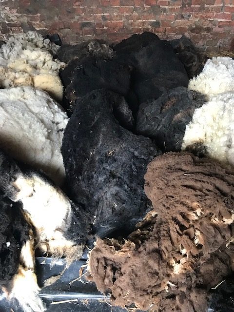 Rare breed wool rug and raw fleece 3