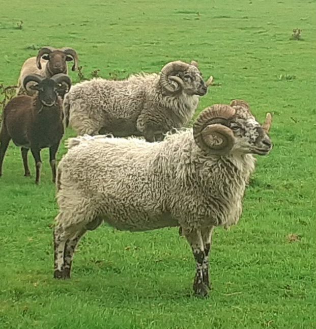 Boreray tup