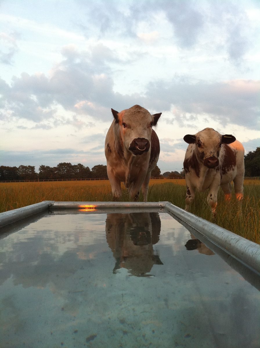 Lyn Arrowsmith with rare breed livestock at Raskelf