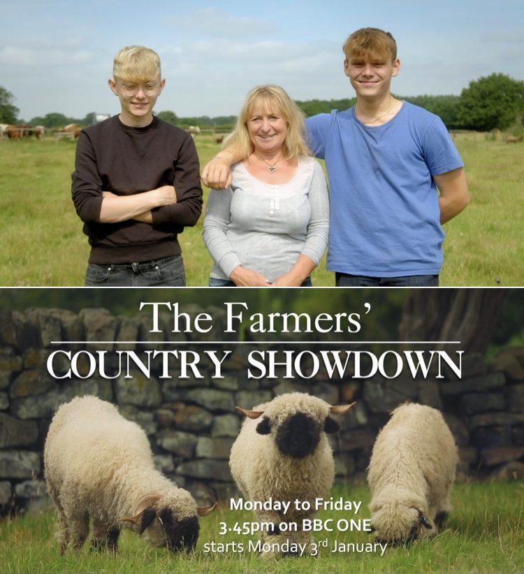 Irish Moiled cow used in television and film productions