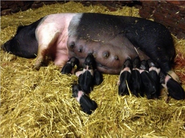Black British Saddleback pig with a white band across the shoulders
