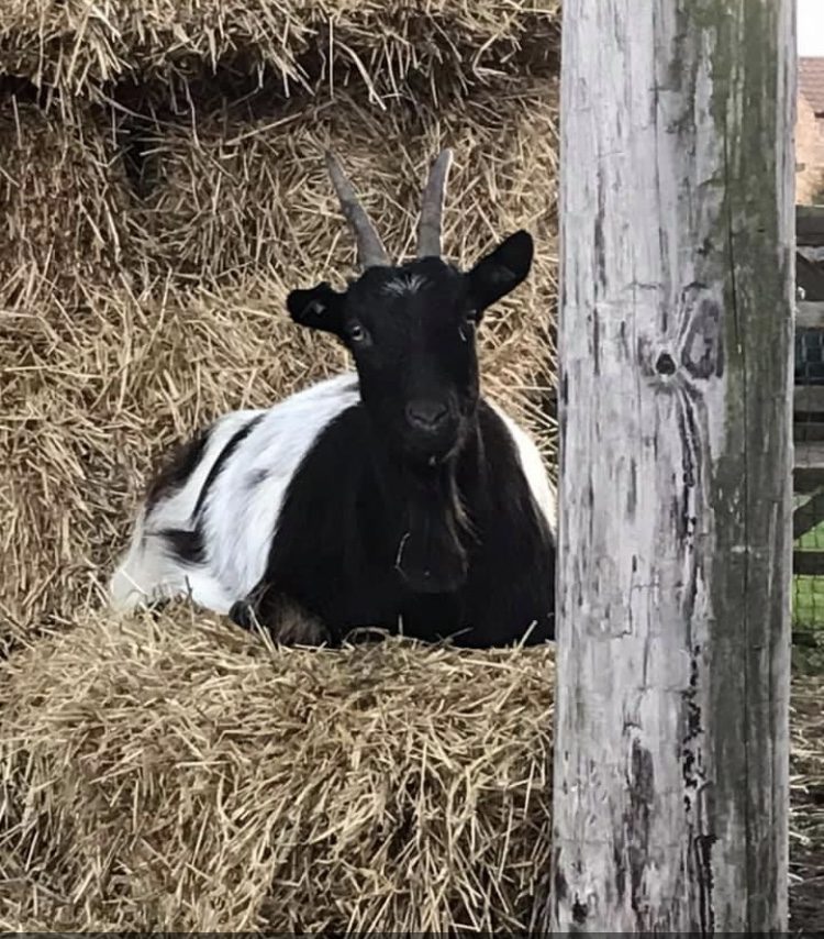 Bagot goat