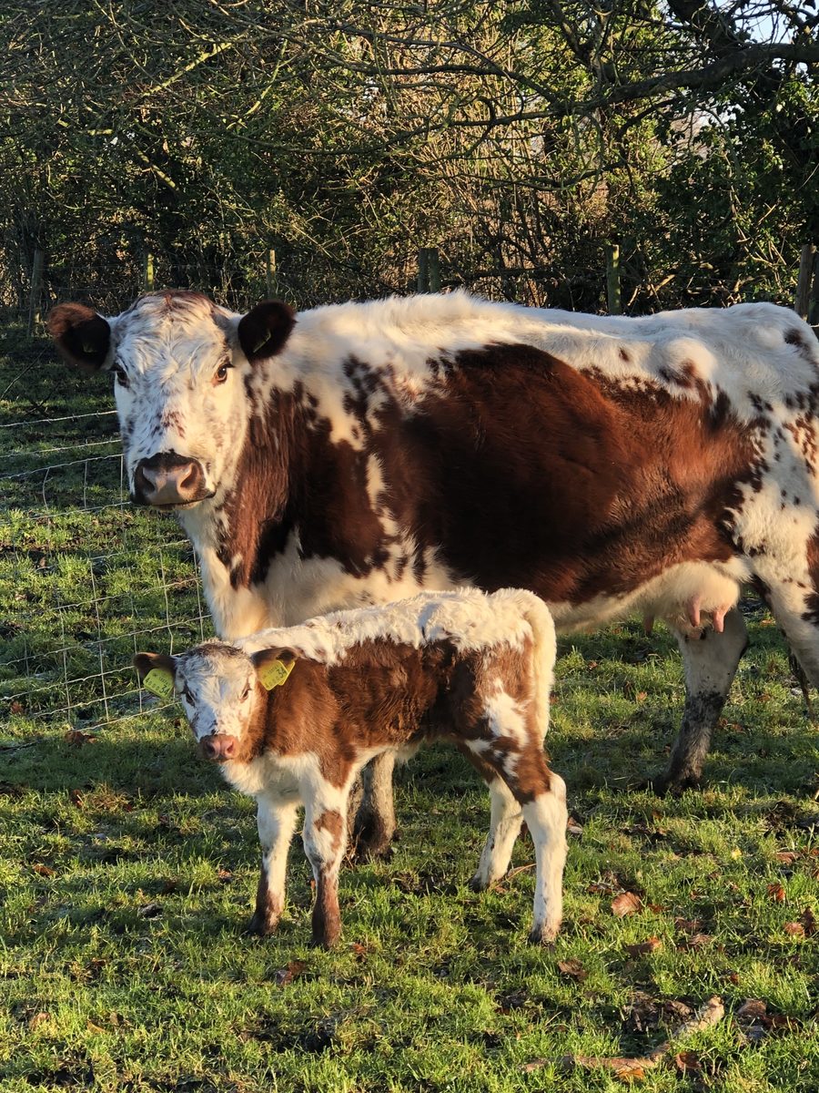 Irish Moiled cow