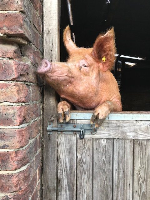 Tamworth pig