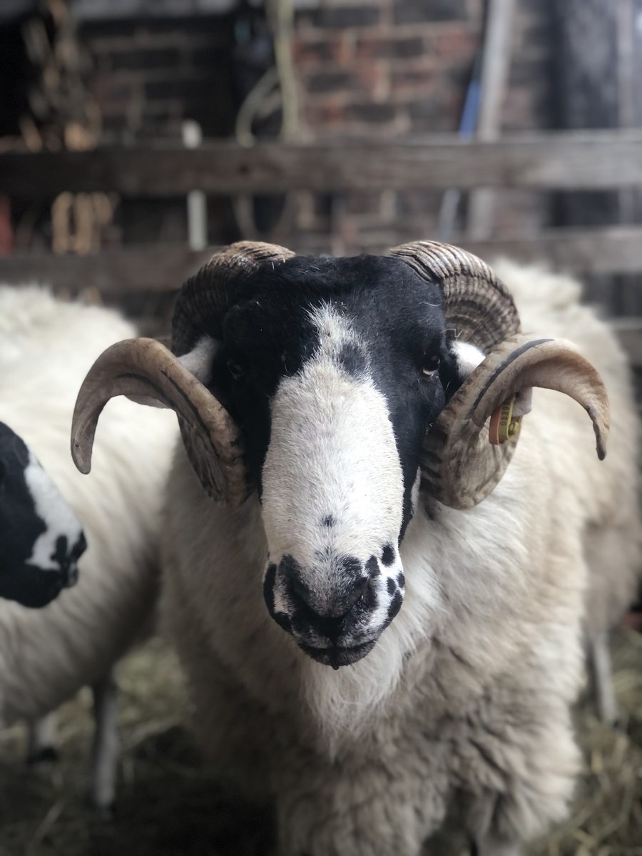 Horned Rough Fell sheep with a heavy fleece