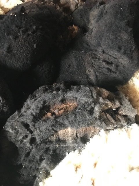 Rare breed wool rug and raw fleece 2