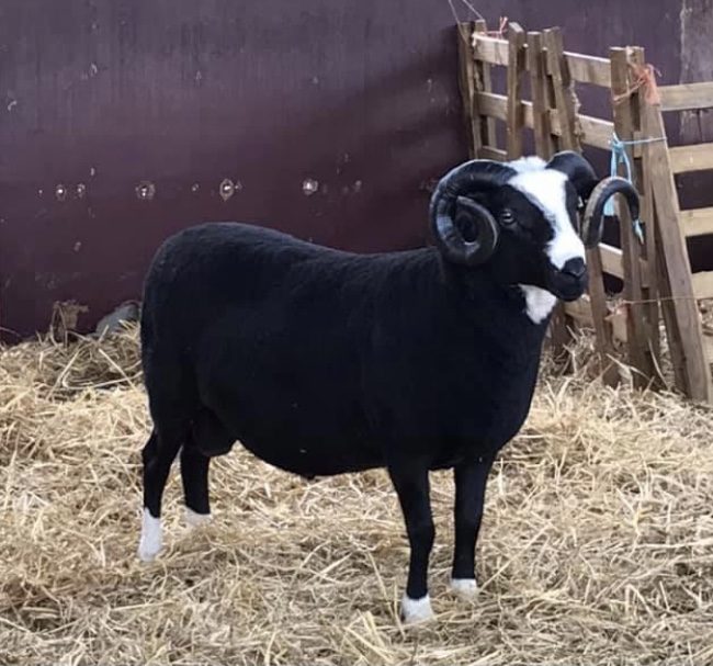 Black Balwen Welsh Mountain sheep with white blaze and white socks