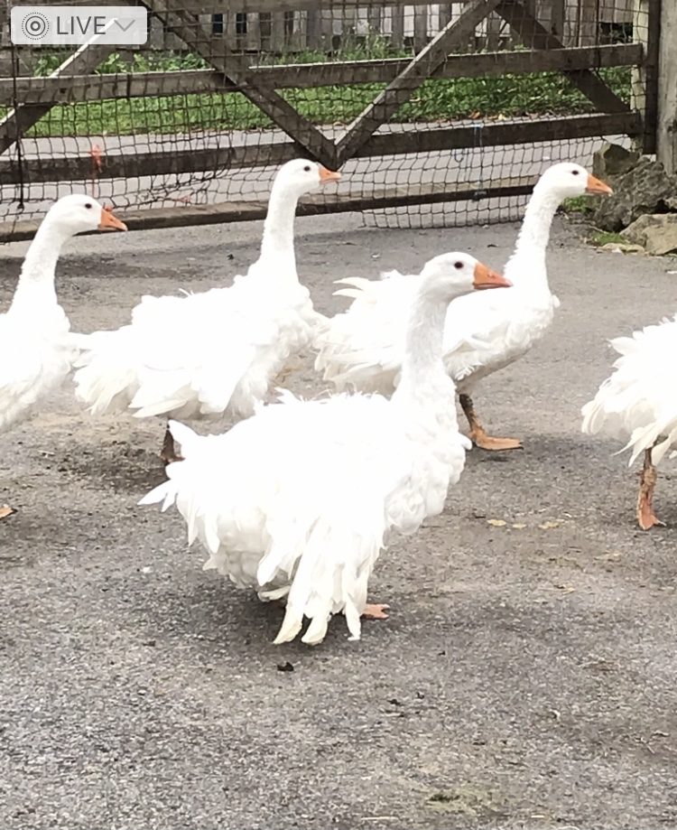 White Sebastopol goose with long curled feathers
