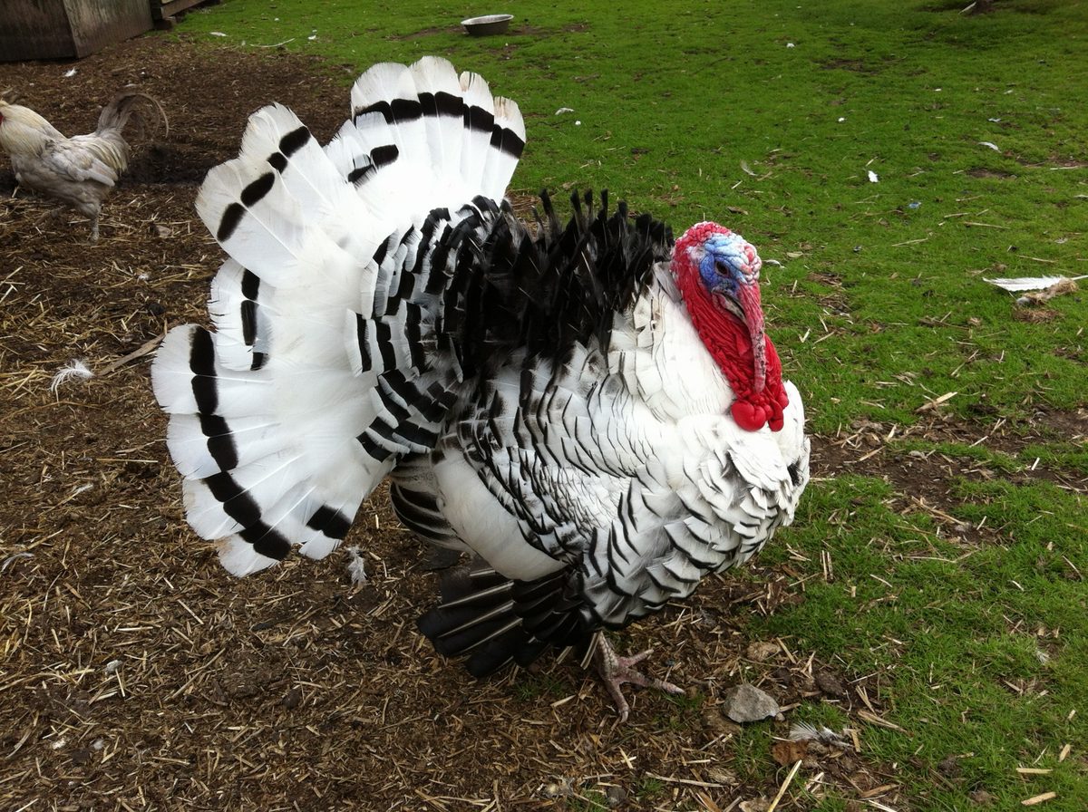 Heritage turkey