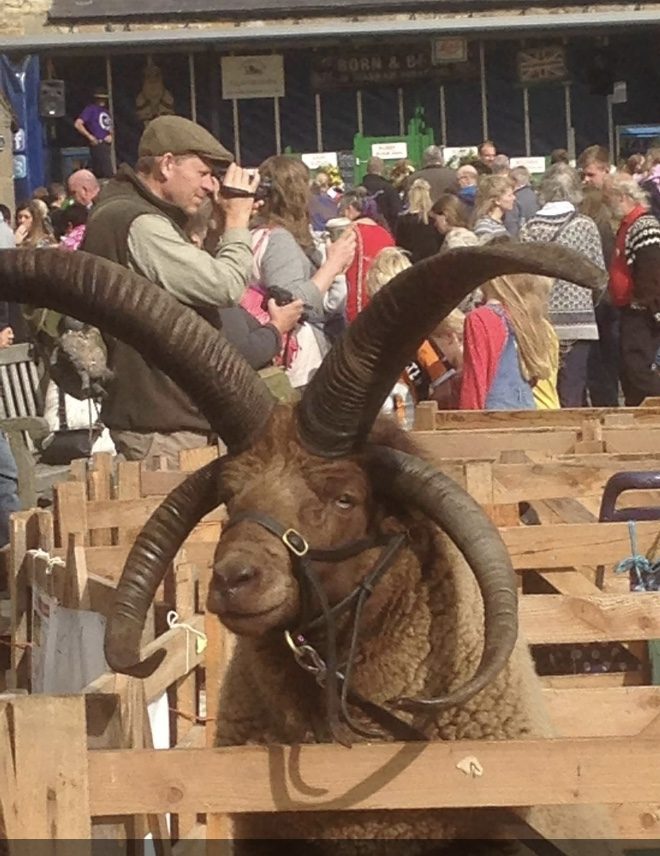 Four-horned Manx Loaghtan sheep with dark brown fleece