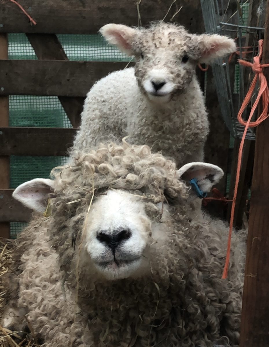 Devon and Cornwall Longwool sheep with a long curly fleece