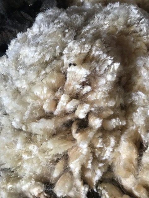Rare breed wool rug and raw fleece