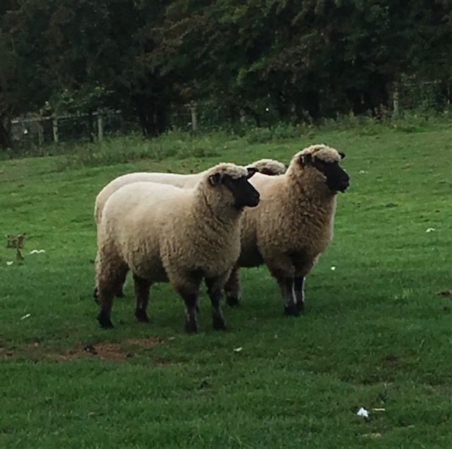 White-faced Shropshire sheep standing in grass